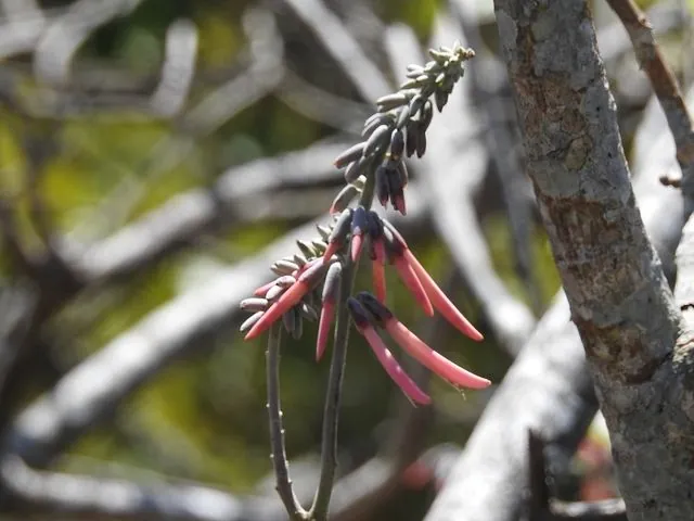 Foto de Erythrina lanata Rose