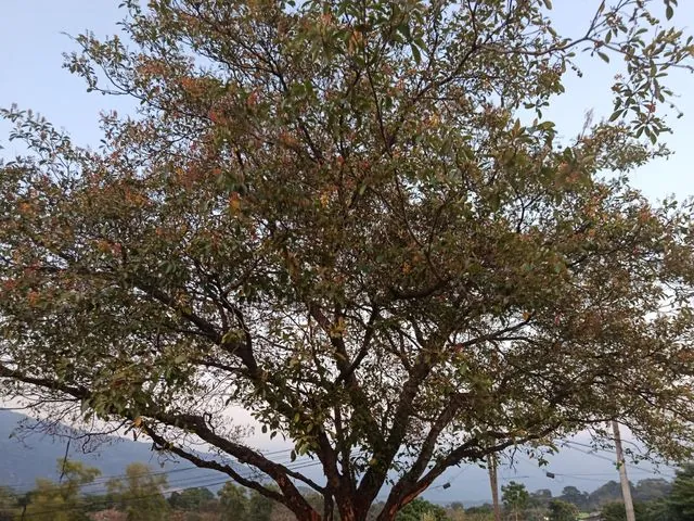 Foto de Byrsonima crassifolia (L.) Kunth