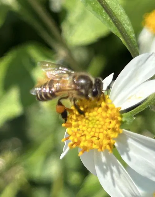 Foto de Apis cerana Fabricius, 1793