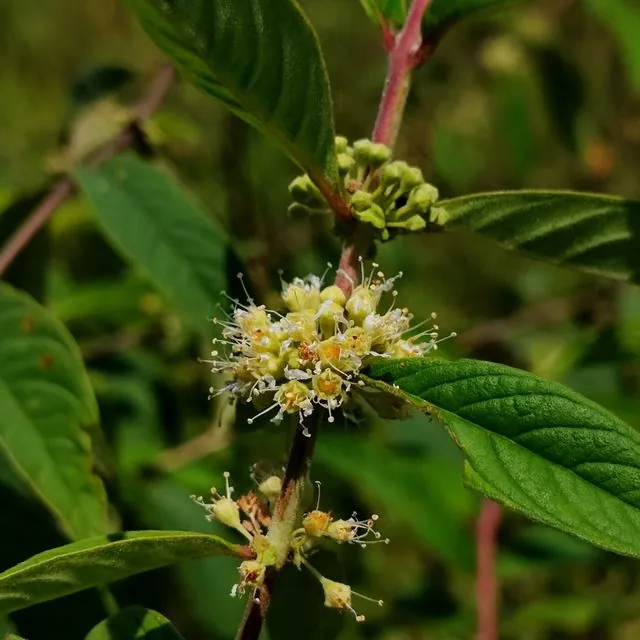 Foto de Adenaria floribunda Kunth