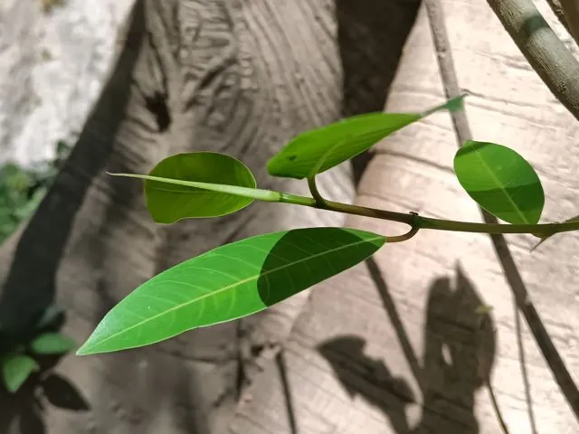 Foto de Ficus insipida Willd.