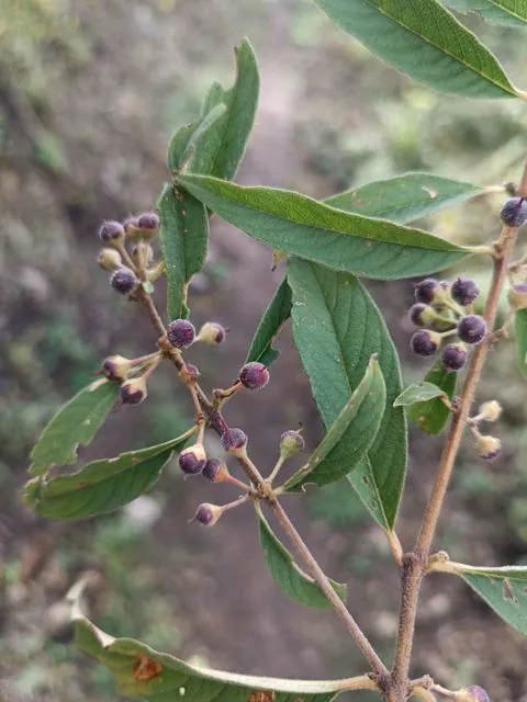 Foto de Adenaria floribunda Kunth