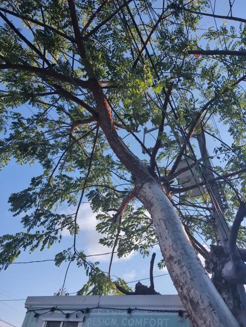 Foto de Bursera simaruba (L.) Sarg.