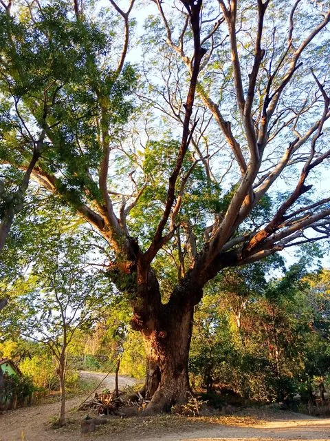 Foto de Enterolobium cyclocarpum (Jacq.) Griseb.