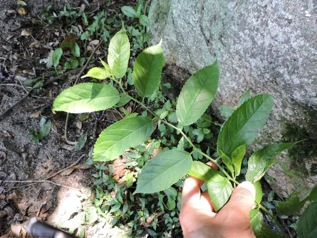 Foto de Maclura tinctoria (L.) D.Don ex Steud.