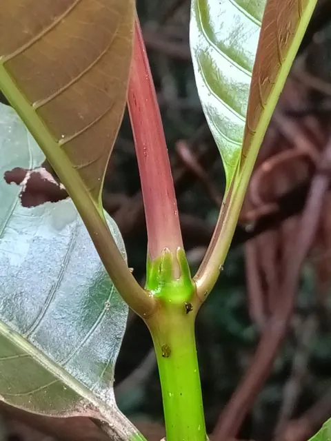 Foto de Palicourea guianensis Aubl.