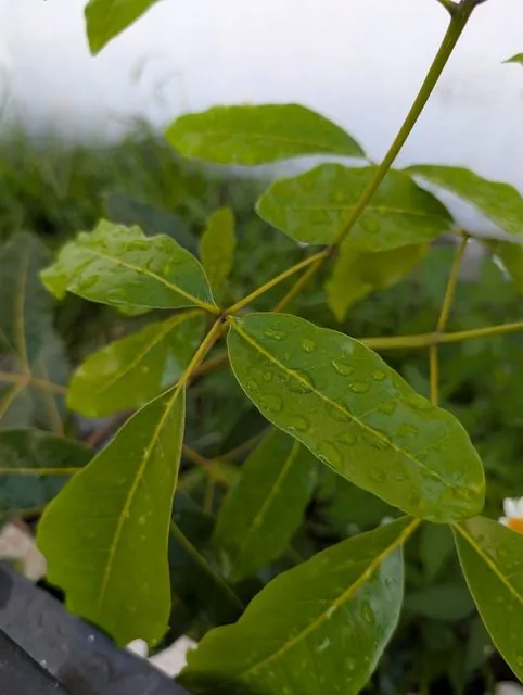 Foto de Tabebuia heterophylla (DC.) Britton