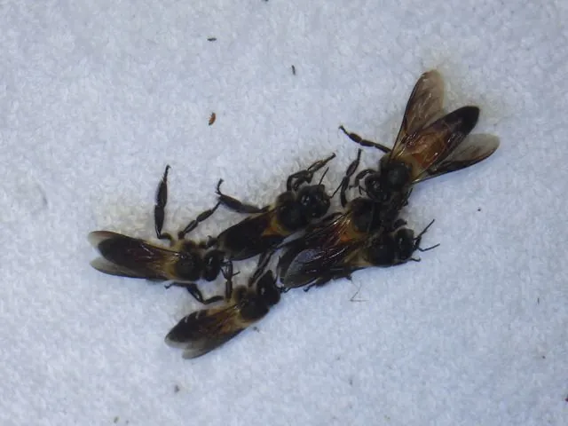Foto de Apis dorsata Fabricius, 1793