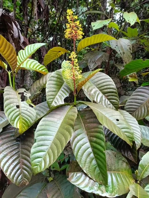 Foto de Palicourea guianensis Aubl.