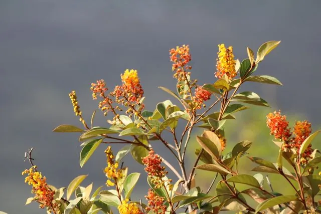 Foto de Byrsonima crassifolia (L.) Kunth