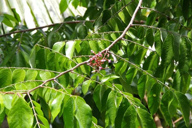 Foto de Averrhoa carambola L.