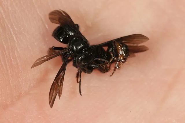Foto de Trigona spinipes (Fabricius, 1793)