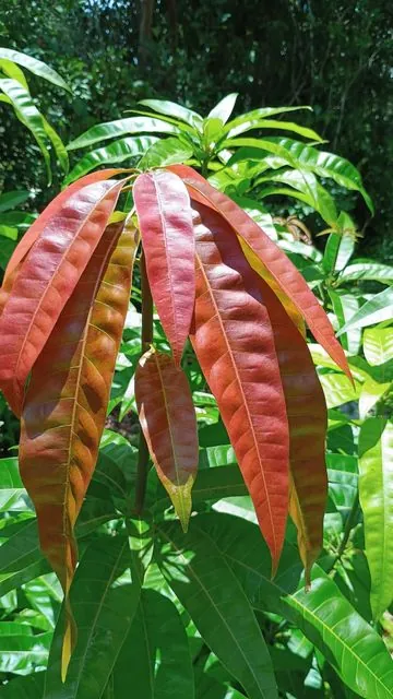 Foto de Mangifera indica L.