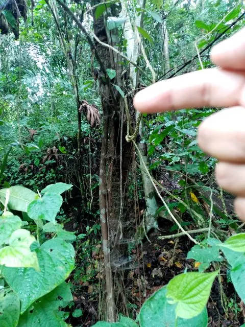 Foto de Coussapoa villosa Poepp. & Endl.