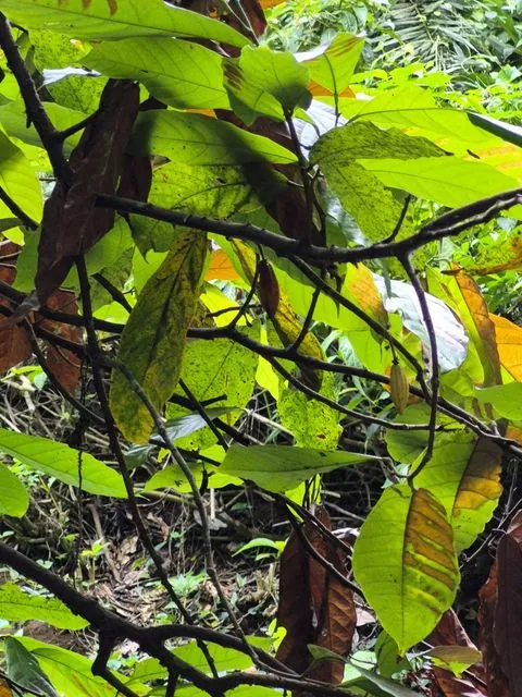 Foto de Theobroma cacao L.