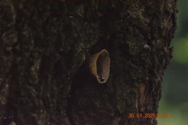 Foto de Scaptotrigona mexicana (Guérin-Méneville, 1844)