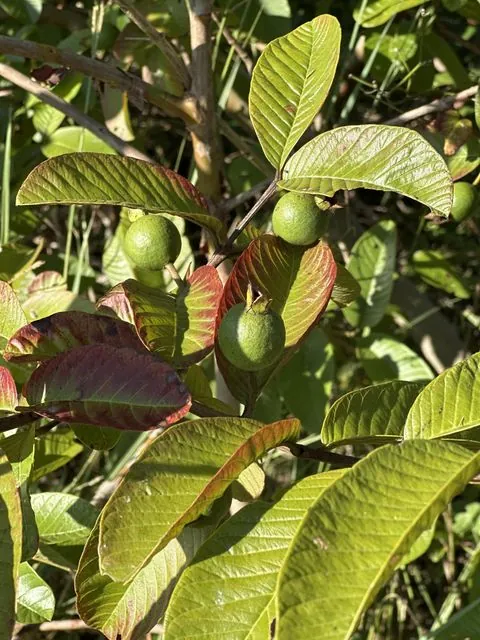 Foto de Psidium guajava L.