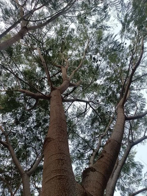Foto de Enterolobium cyclocarpum (Jacq.) Griseb.