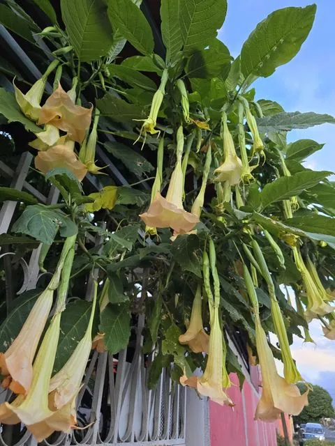Foto de Brugmansia arborea (L.) Steud.