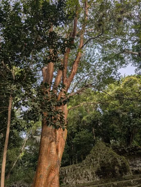 Foto de Bursera simaruba (L.) Sarg.