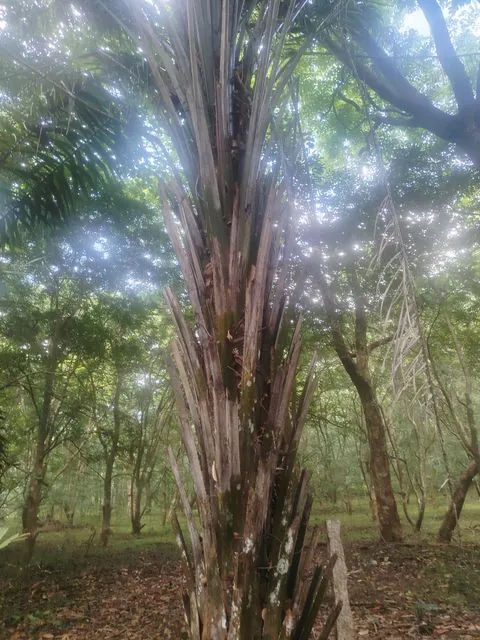 Foto de Elaeis guineensis Jacq.
