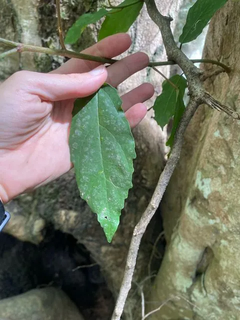 Foto de Ficus sur Forssk.