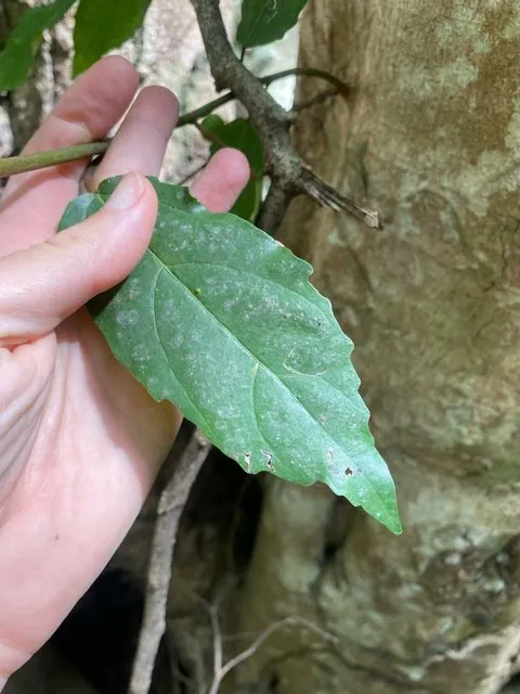 Foto de Ficus sur Forssk.