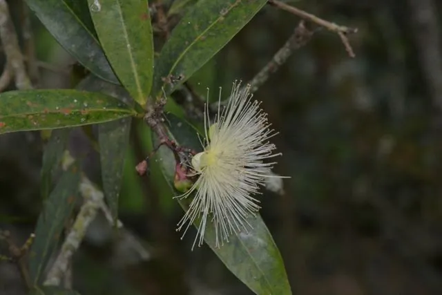 Foto de Syzygium jambos (L.) Alston
