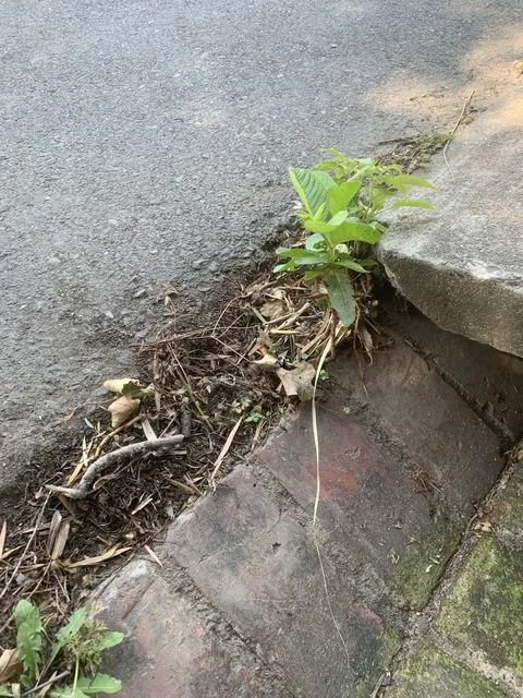 Foto de Psidium guajava L.