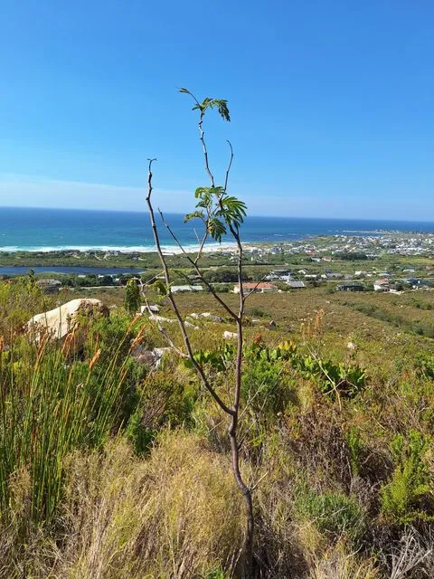 Foto de Paraserianthes lophantha (Willd.) I.C.Nielsen