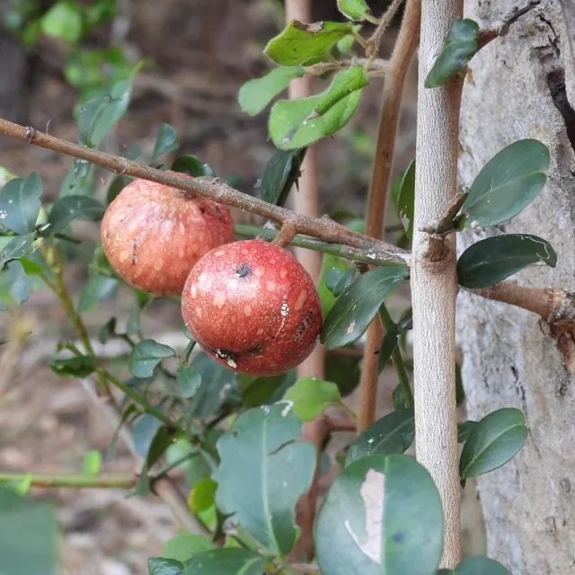 Foto de Ficus sur Forssk.