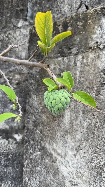 Foto de Annona squamosa L.