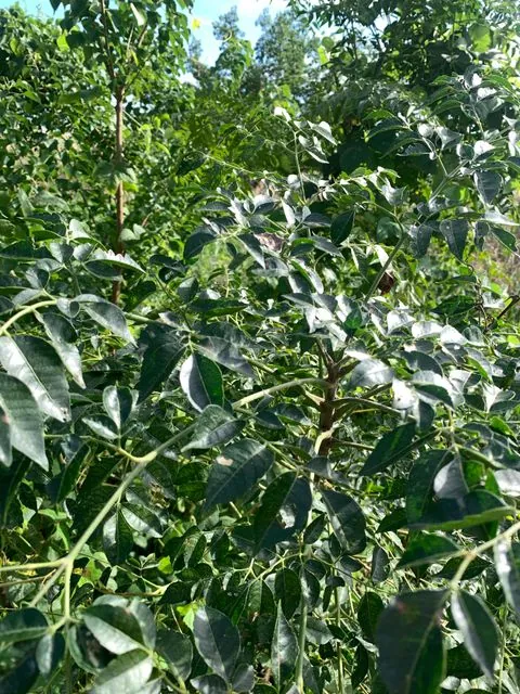 Foto de Melia azedarach L.