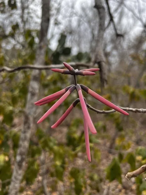 Foto de Erythrina lanata Rose