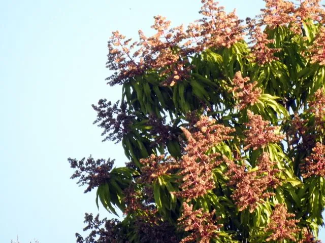 Foto de Mangifera indica L.