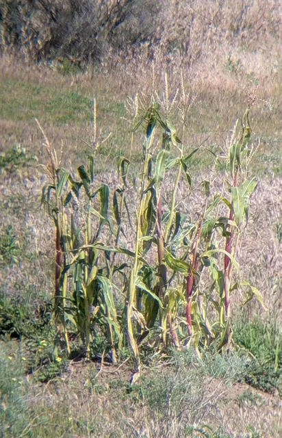 Foto de Zea mays L.