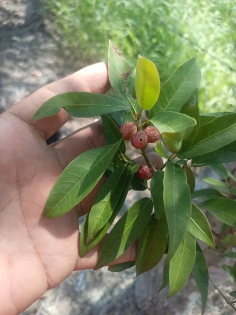 Foto de Ficus pertusa L.fil.