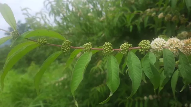 Foto de Adenaria floribunda Kunth