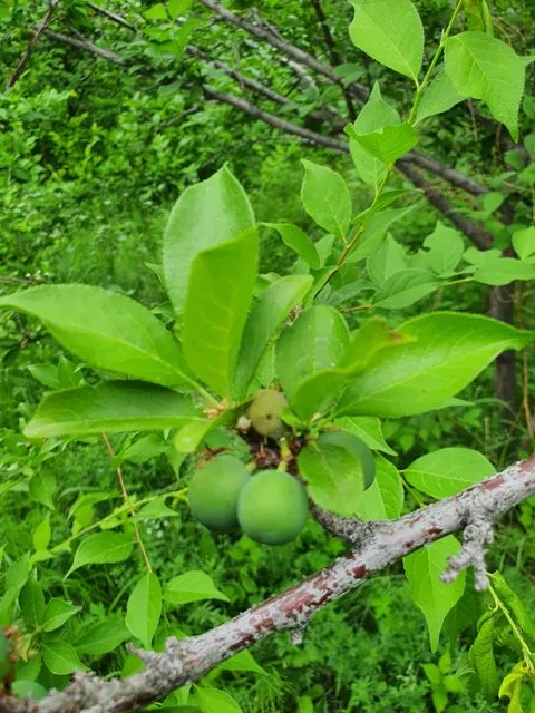 Foto de Prunus salicina Lindl.