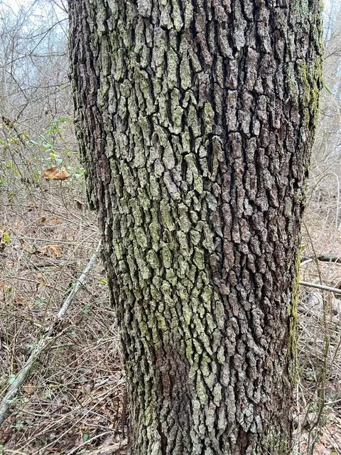 Foto de Prunus serotina Ehrh.