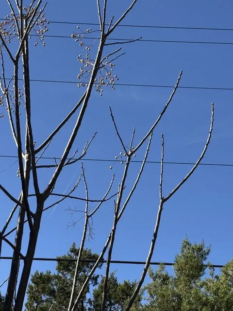 Foto de Melia azedarach L.