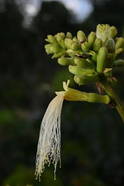 Foto de Inga edulis Mart.