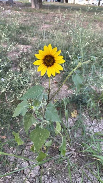 Foto de Helianthus annuus L.