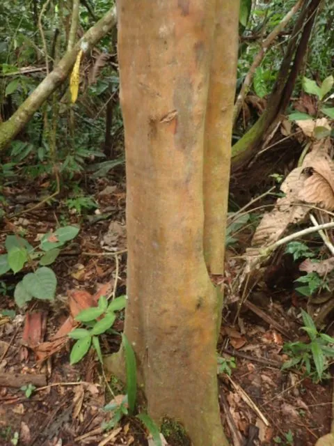 Foto de Calycophyllum spruceanum (Benth.) Hook.f. ex K.Schum.