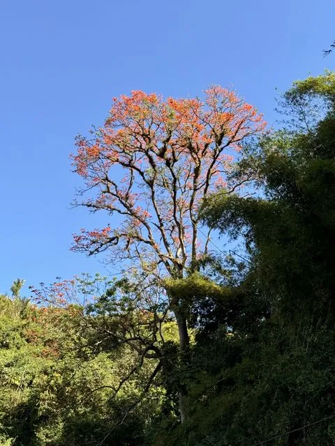 Foto de Erythrina poeppigiana (Walp.) O.F.Cook