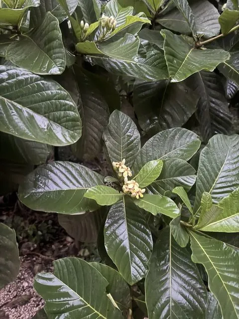 Foto de Genipa americana L.