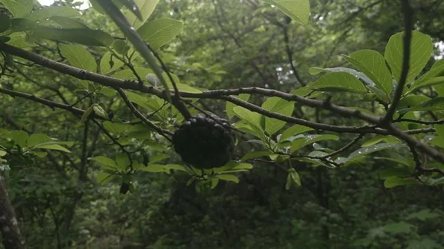 Foto de Annona squamosa L.
