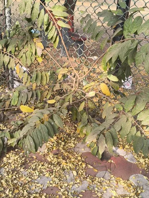Foto de Annona squamosa L.