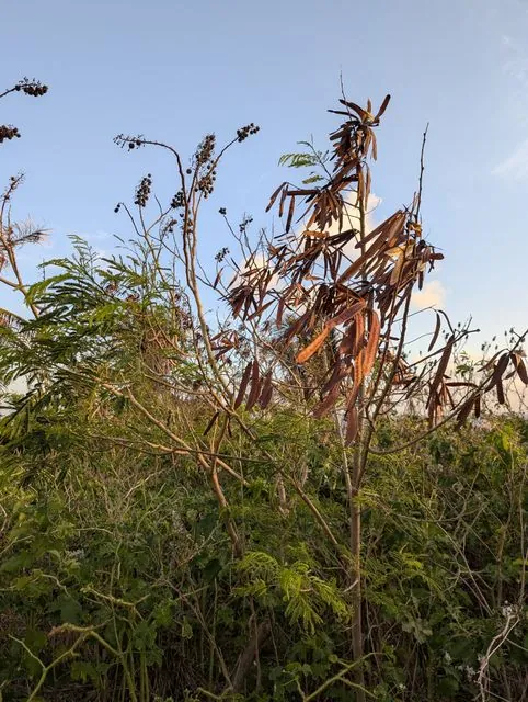 Foto de Leucaena leucocephala (Lam.) de Wit