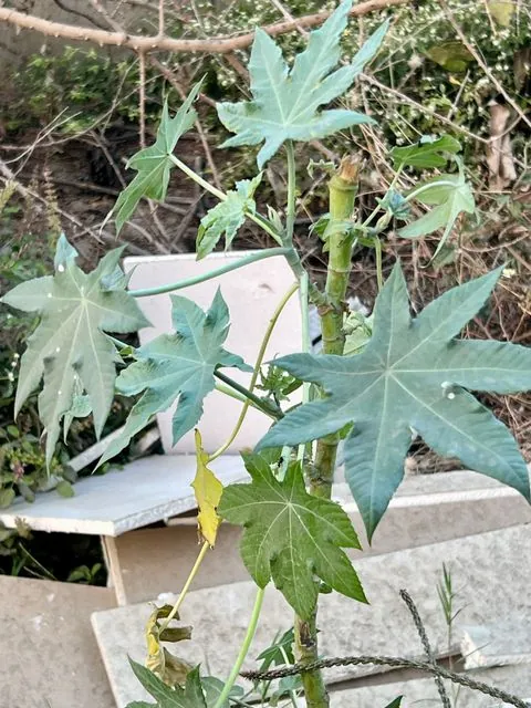 Foto de Ricinus communis L.